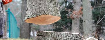 Best Storm Damage Tree Cleanup  in Sandia Knolls, NM