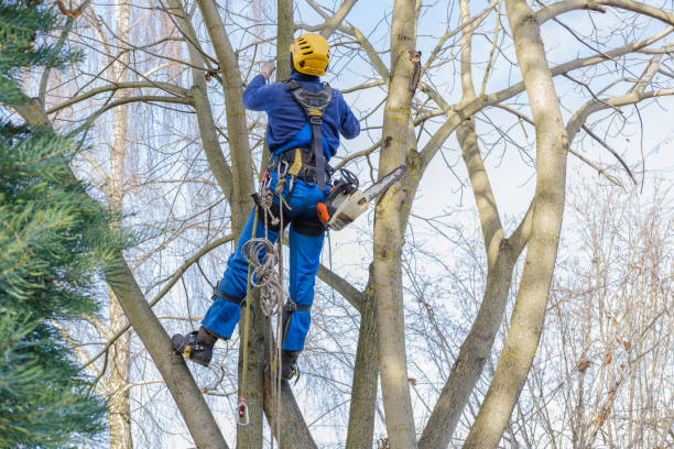 Best Storm Damage Tree Cleanup  in Sandia Knolls, NM