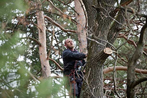 How Our Tree Care Process Works  in  Sandia Knolls, NM